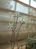 Pelargonium sp.